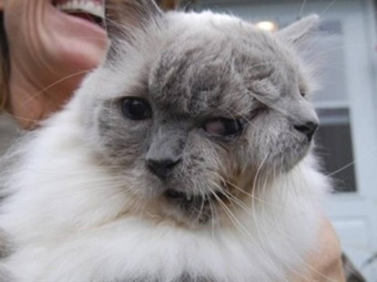 Insólito caso de gato con dos caras en Massachusetts