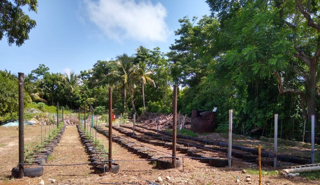 Cultivos de tomate. Infraestructura