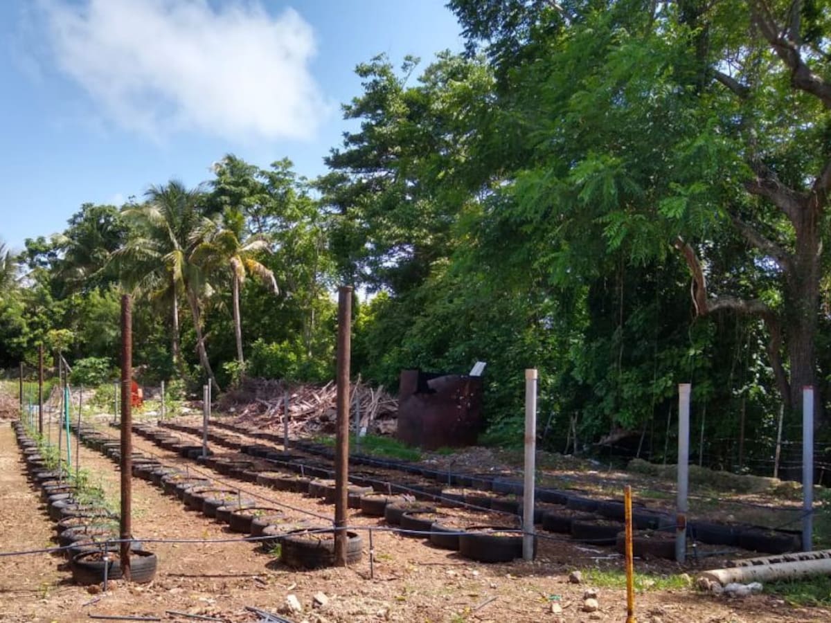 Cultivos de tomates, ¿cómo controlar plagas y enfermedades?