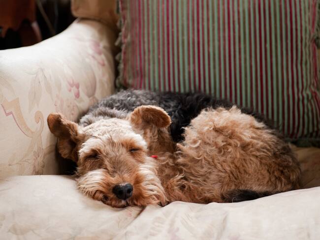 Perro acostado en el sofá de la casa durmiendo (Getty Images)