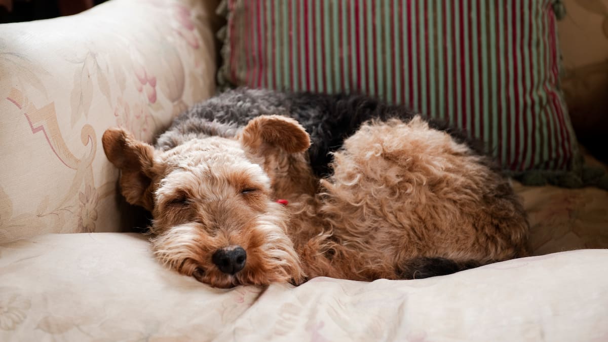 ¿Por qué los perros dan vueltas antes de acostarte? Le contamos si es inconsciente