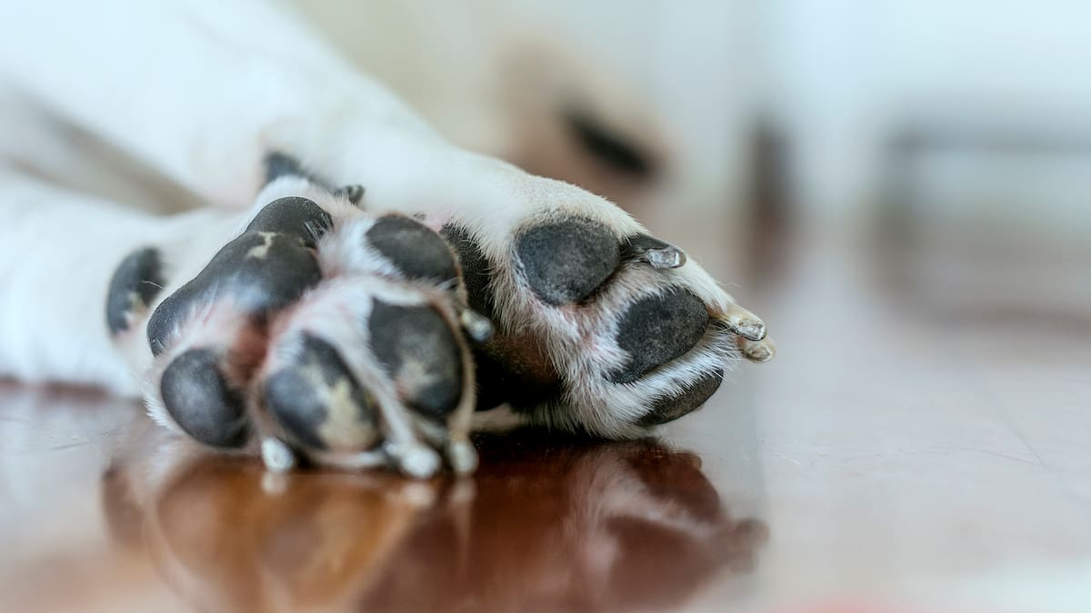Policía recolecta pruebas para identificar responsables de envenenamiento de perros en El Zulia