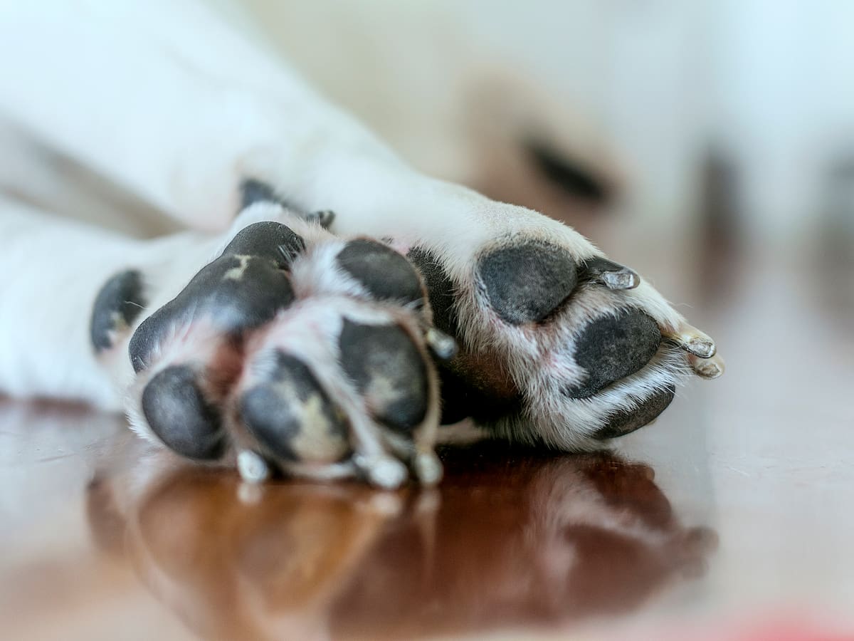 Policía recolecta pruebas para identificar responsables de envenenamiento de perros en El Zulia