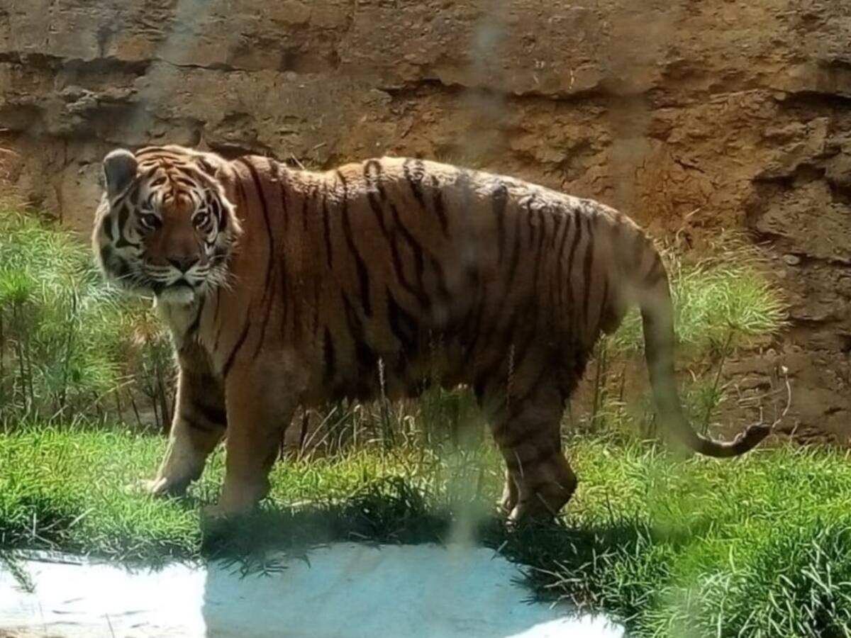 Guatika, el refugio boyacense para animales víctimas del hombre