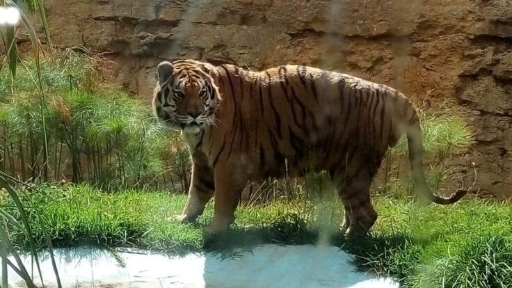 Guatika, el refugio boyacense para animales víctimas del hombre