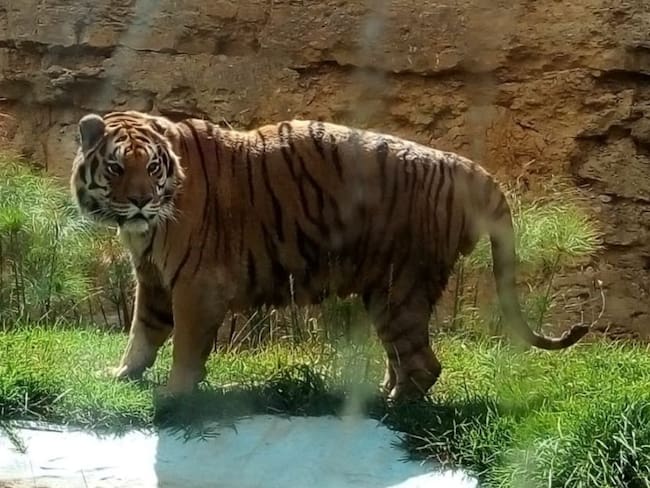 Guatika, el refugio boyacense para animales víctimas del hombre