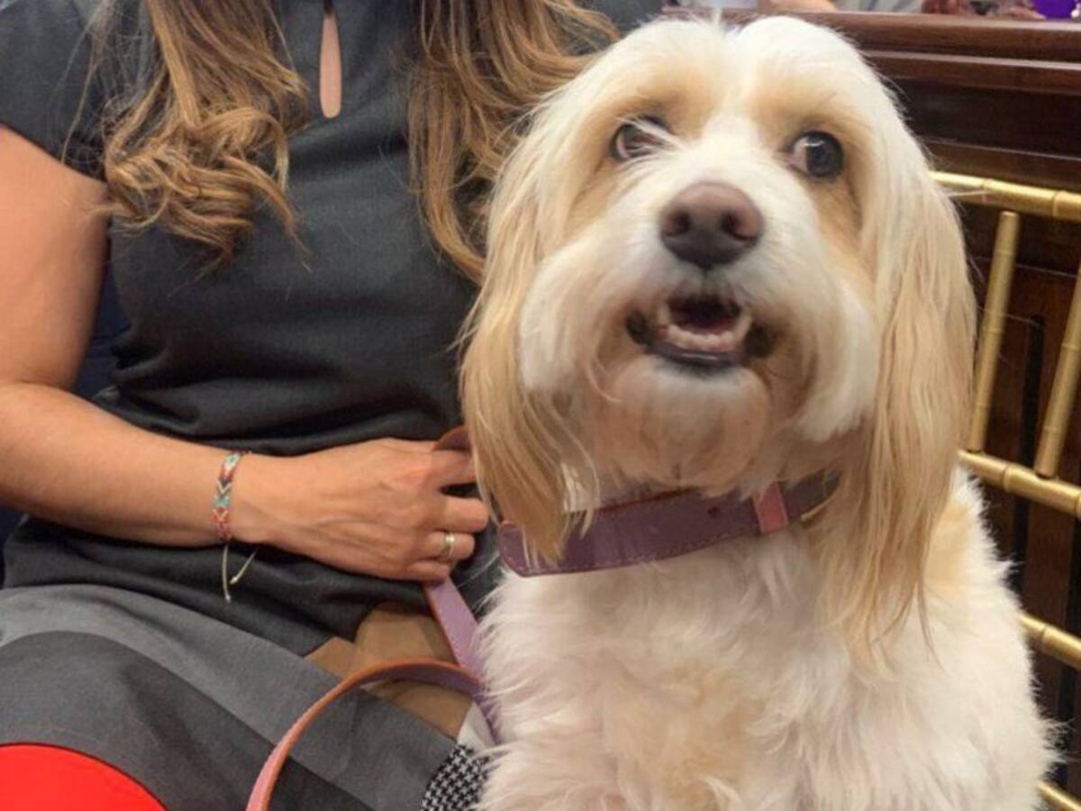 Quién es Cometa y por qué asistió a la posesión del Congreso