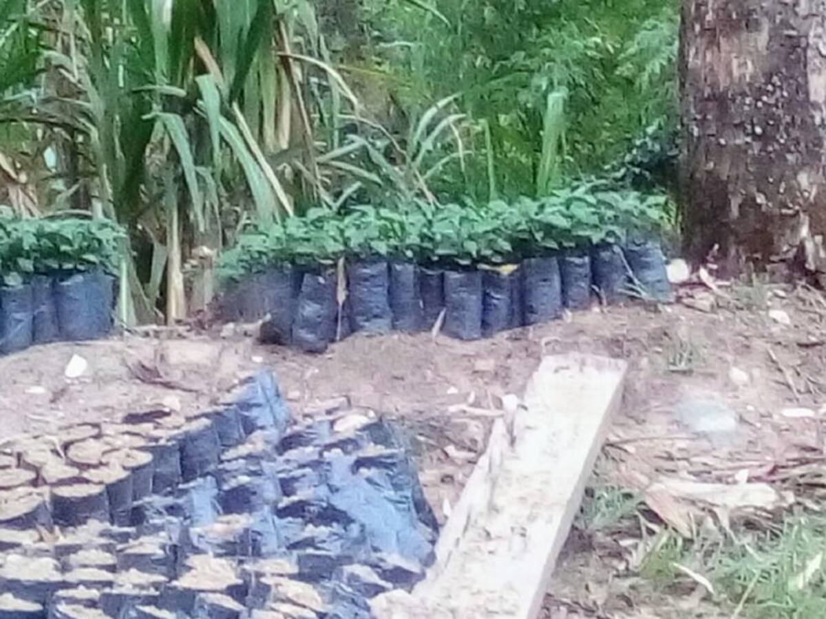 Caldas está cerca de alcanzar la meta de renovación de cafetales