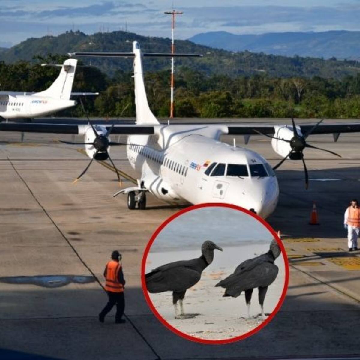 Procuraduría pide evaluar si presencia de chulos afecta operación aérea en Bucaramanga