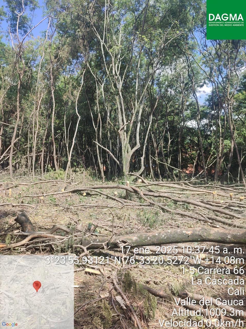 Tala de 120 árboles al sur de Cali