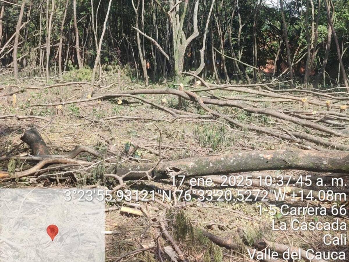 ¿Qué pasará con los responsables de la tala de 120 árboles en Cali?