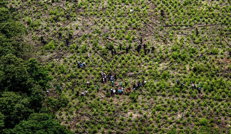 Cultivos de Coca.