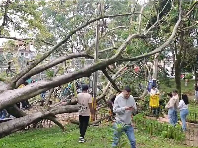 Árbol colapsado en Villa Hermosa- foto cortesía