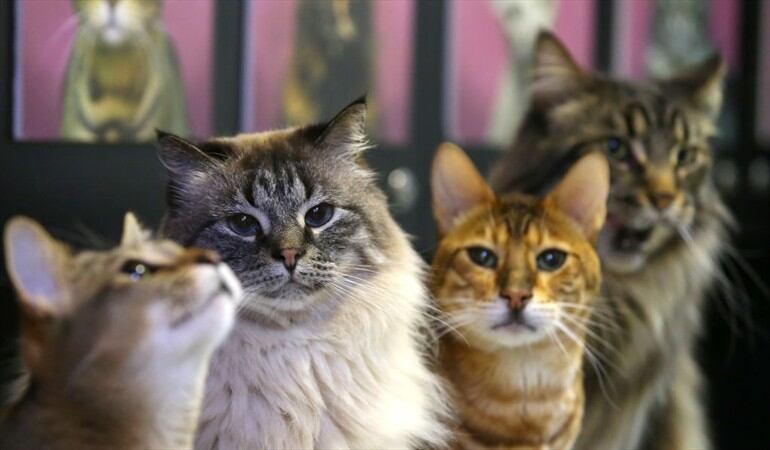 ¿Usted prefiere tener hijos o mascota?. Foto: Getty Images