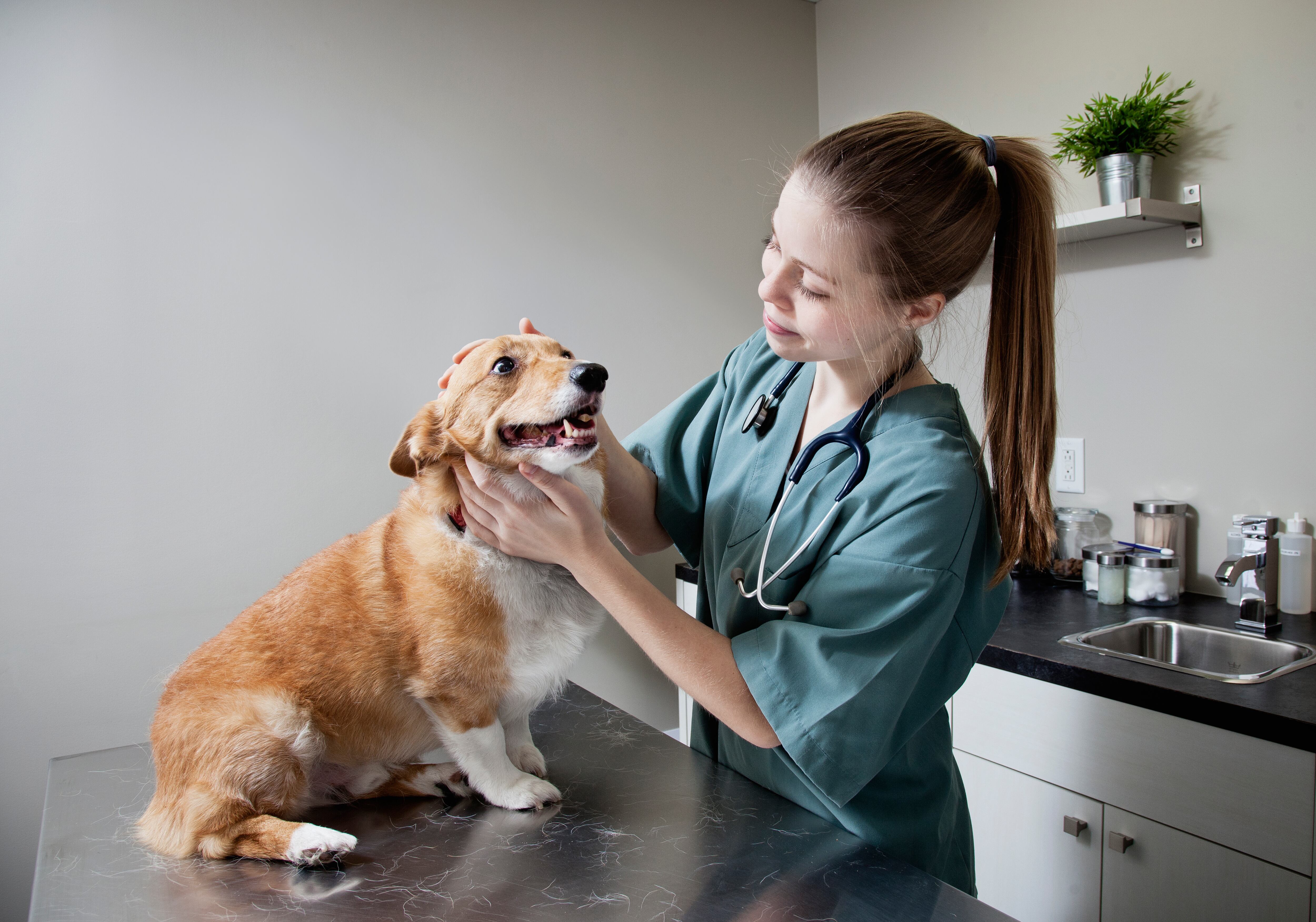 Veterinaria revisando a un perro (Getty Images)