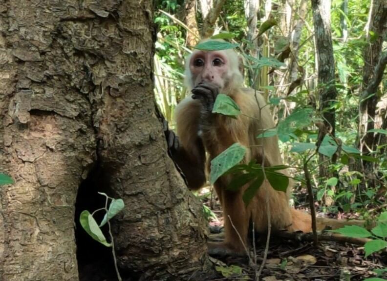 Monos cabeciblanco liberados en el Magdalena . Corpamag