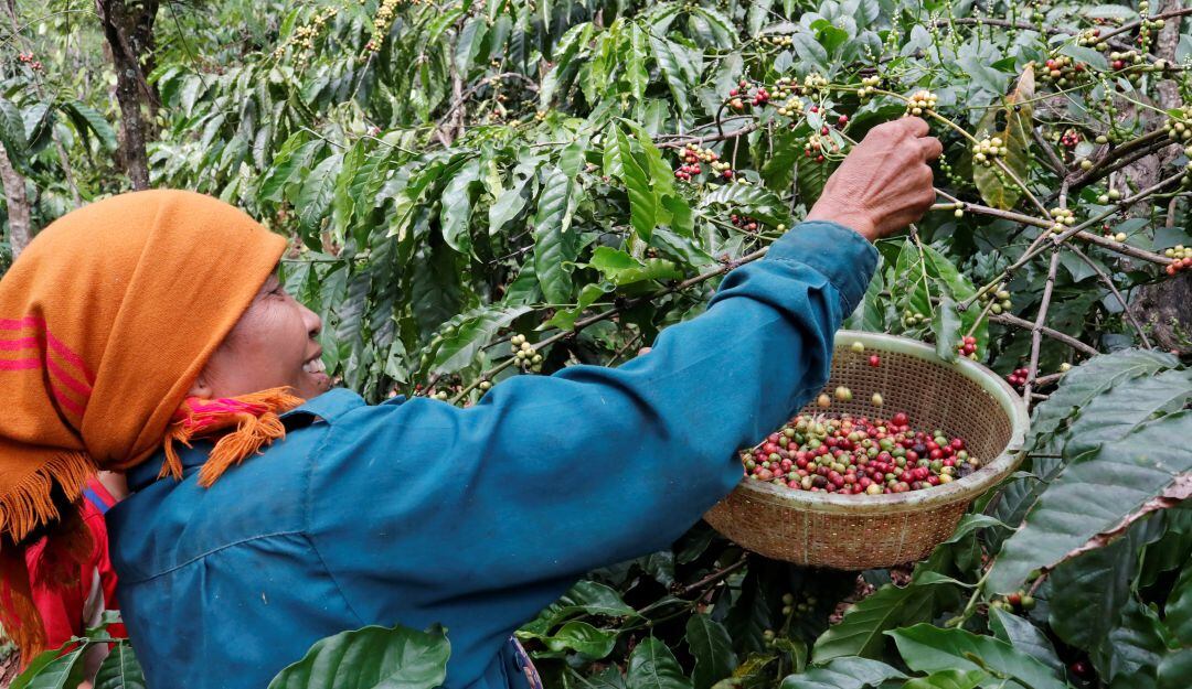 Producción de café en Vietnam 