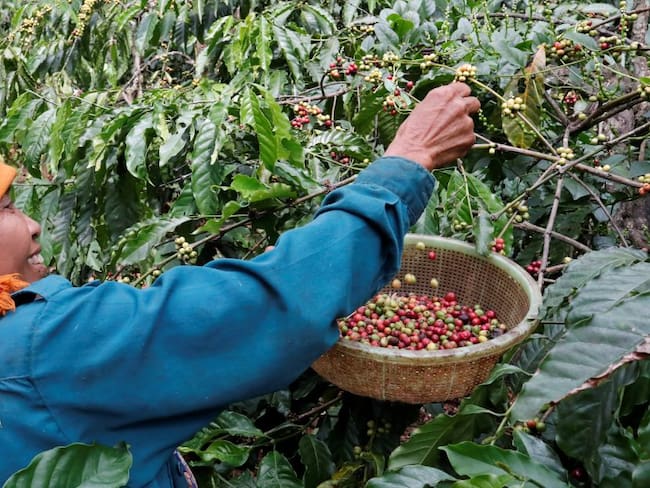 Producción de café en Vietnam 