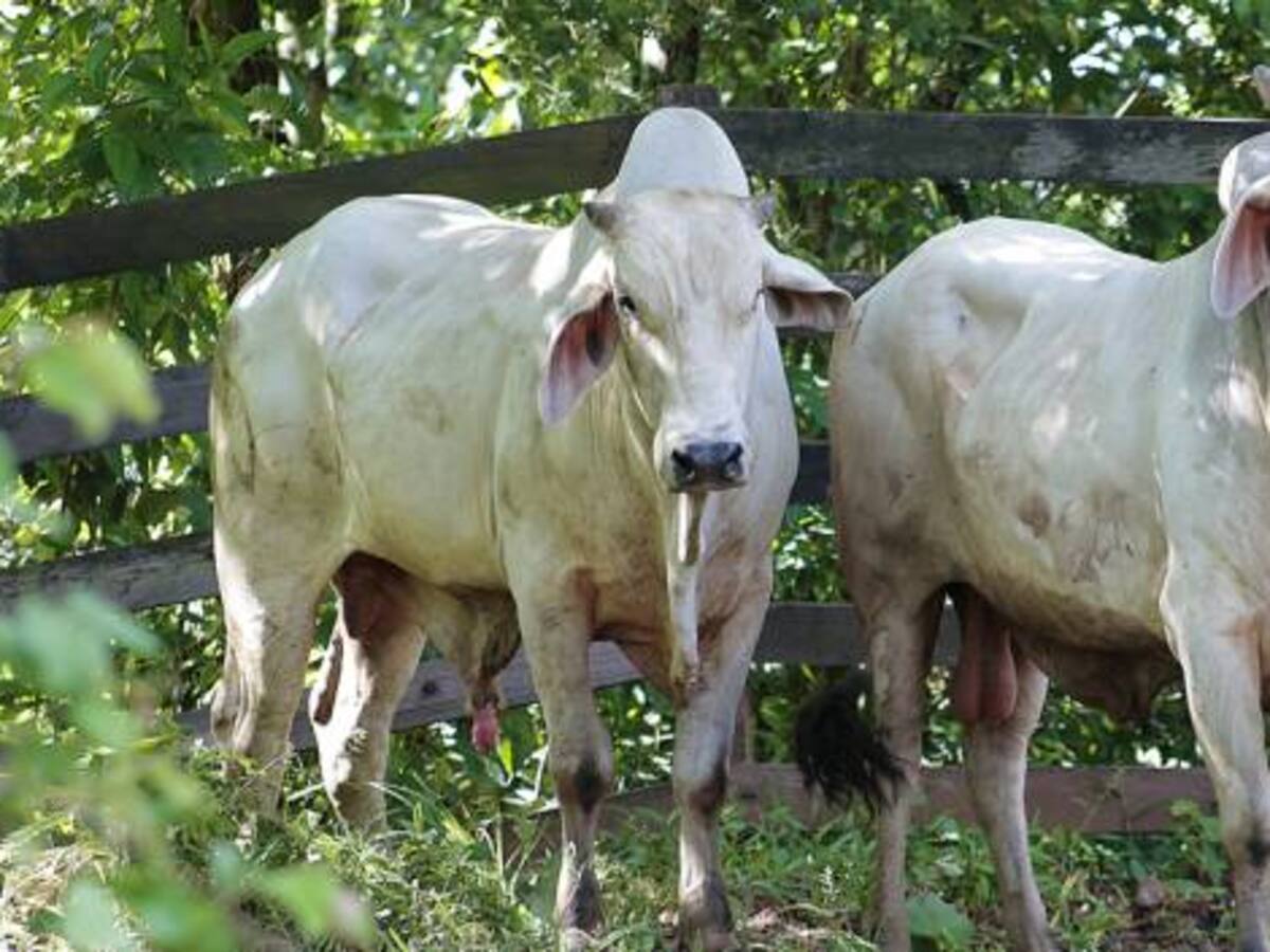 11.000.000 de hectáreas usadas para ganadería afectan complejos ecológicos