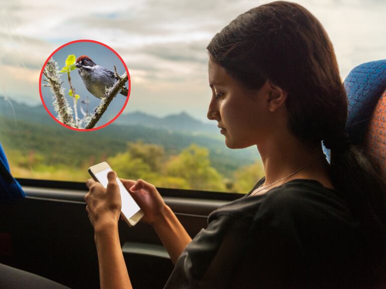 Mujer viajando en un bus y al lado una especie de ave retratada en Urrao, Antioquia (Fotos vía Getty Images)