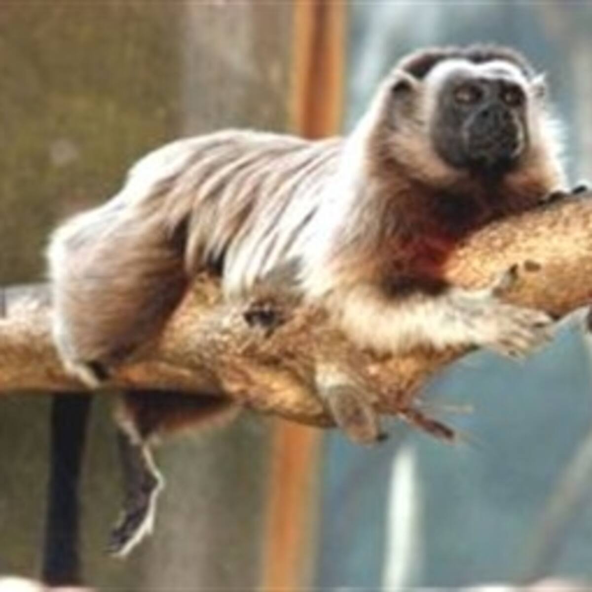 Cruzada para salvar al tití gris