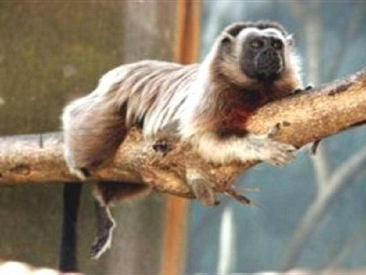 Cruzada para salvar al tití gris