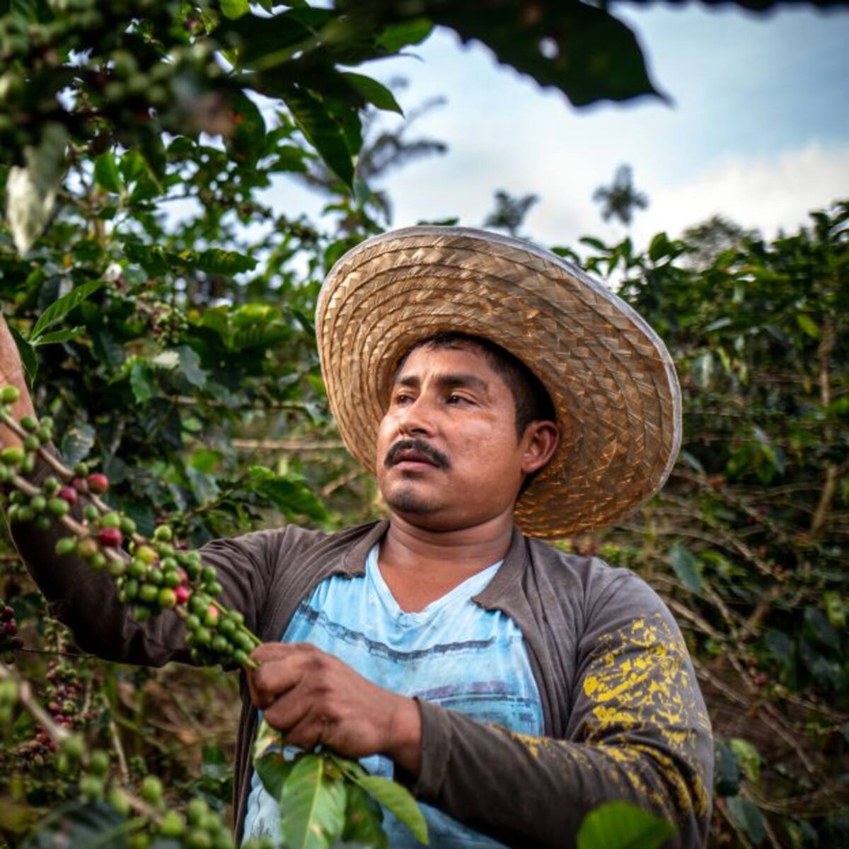 Cosecha cafetera está lejos de ser como la del 2020: secretario