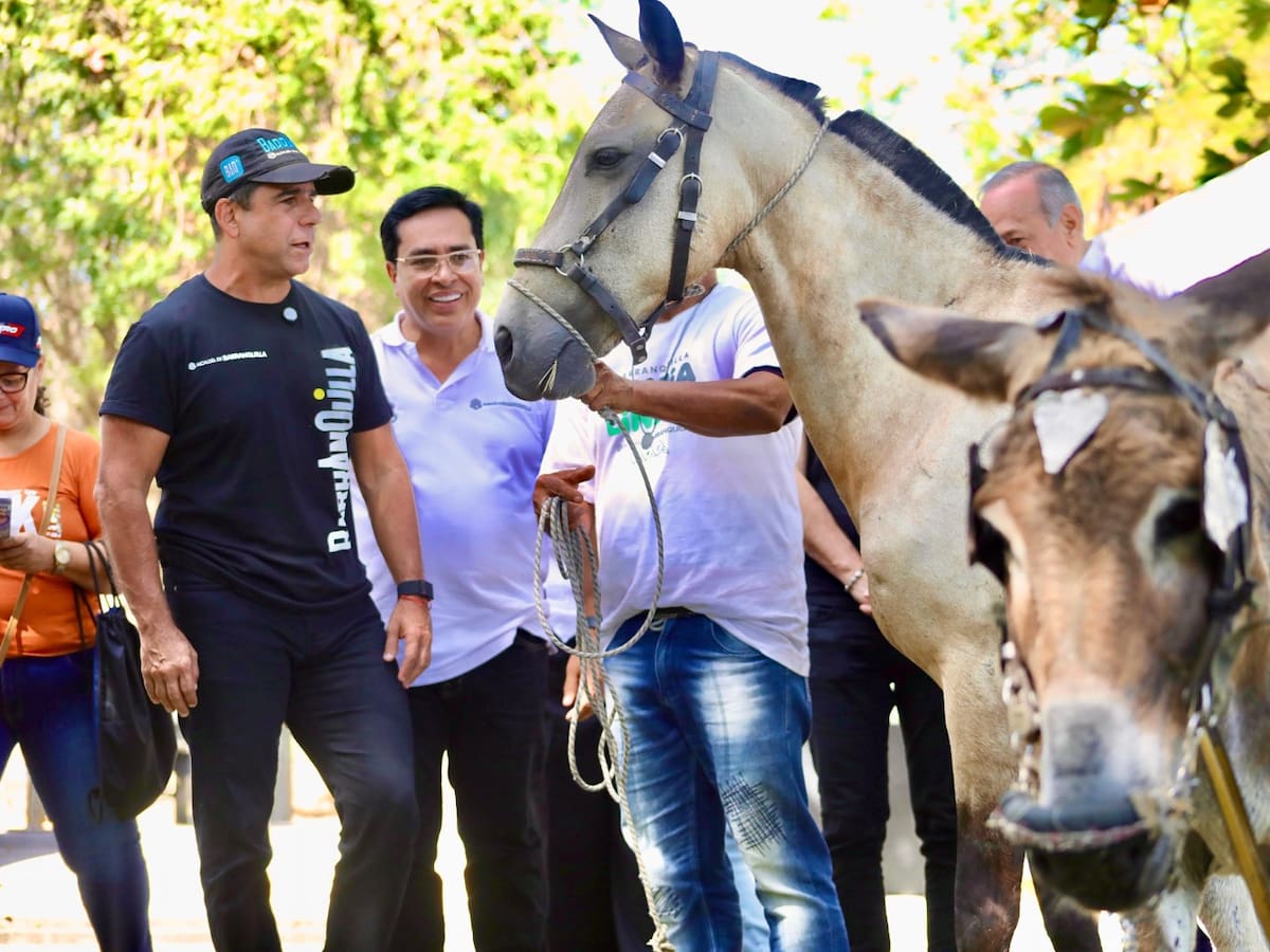 Desde este jueves 16 de enero están prohibidos los vehículos de tracción animal en Barranquilla