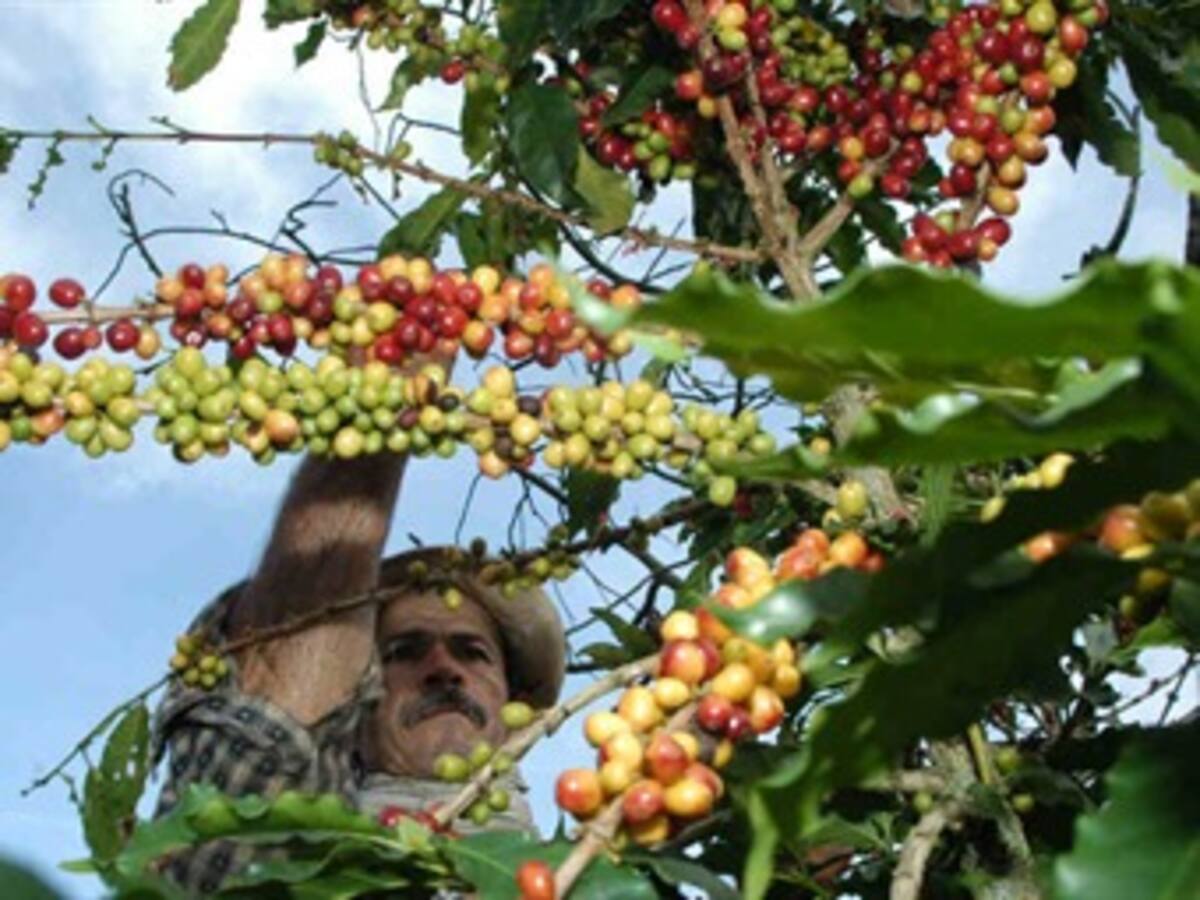 Producción de café se incrementó 54 por ciento interanual en julio