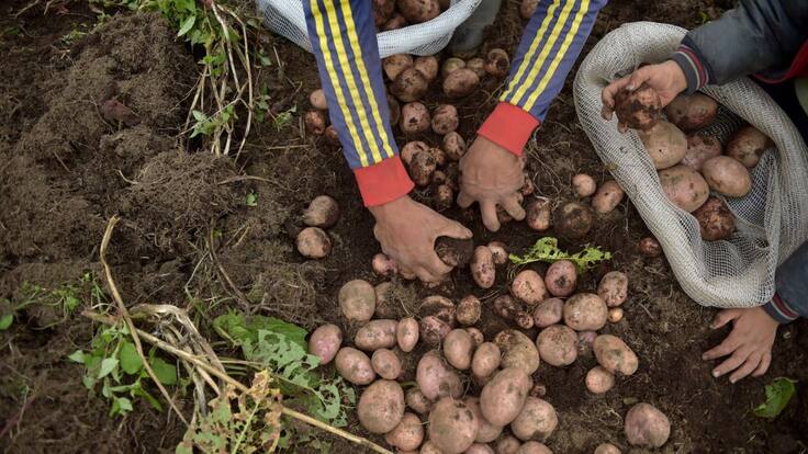 “No sabemos qué hacer con 550 mil toneladas de papa”: campesino