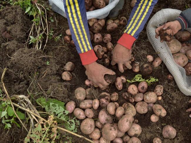 “No sabemos qué hacer con 550 mil toneladas de papa”: campesino