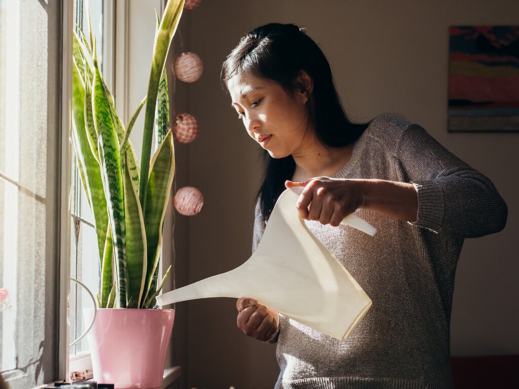 Mujer regando la planta 'Lengua de suegra' en la habitación (Foto vía Getty Images)