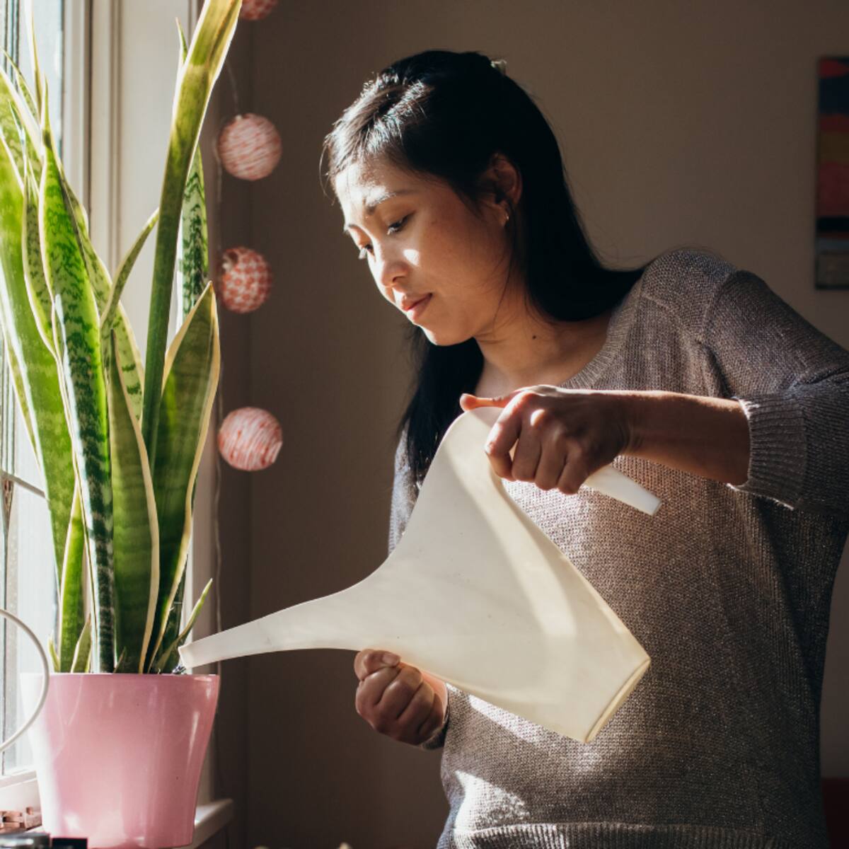 4 beneficios de tener la planta ‘lengua de suegra’ en la habitación según japoneses