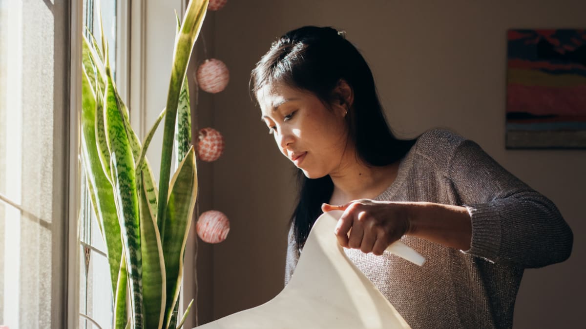 2 lugares estratégicos para colocar la lengua de suegra en casa: Atrae prosperidad y buena energía