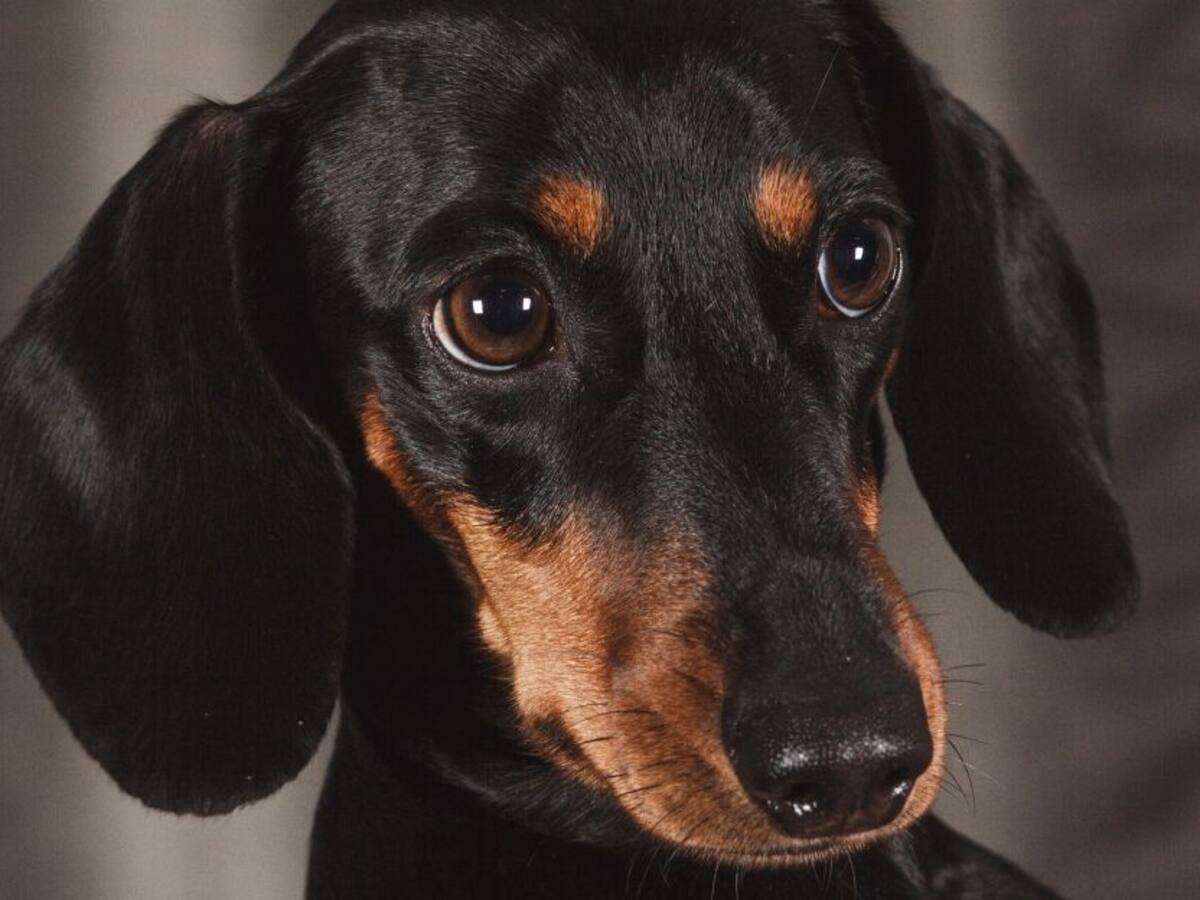 Las razas de perro que debería elegir si vive en un apartamento