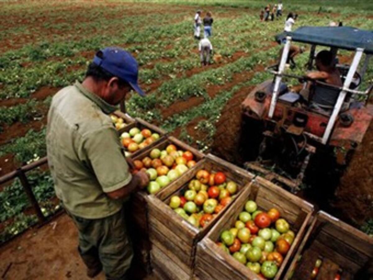 FAO: La agricultura es clave para reducir el efecto invernadero