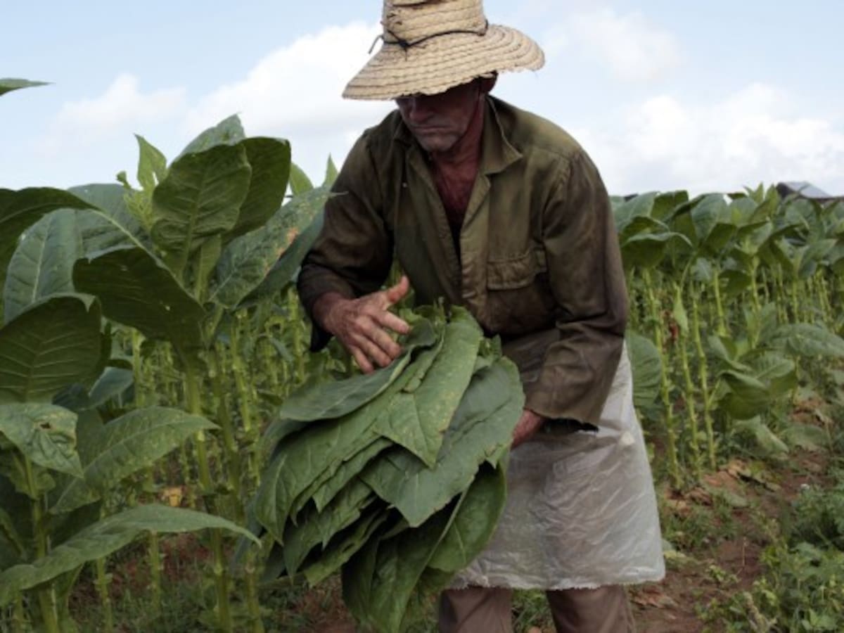 Estudio advierte que Ley de Tierras no sirvió para acabar la concentración de tierras