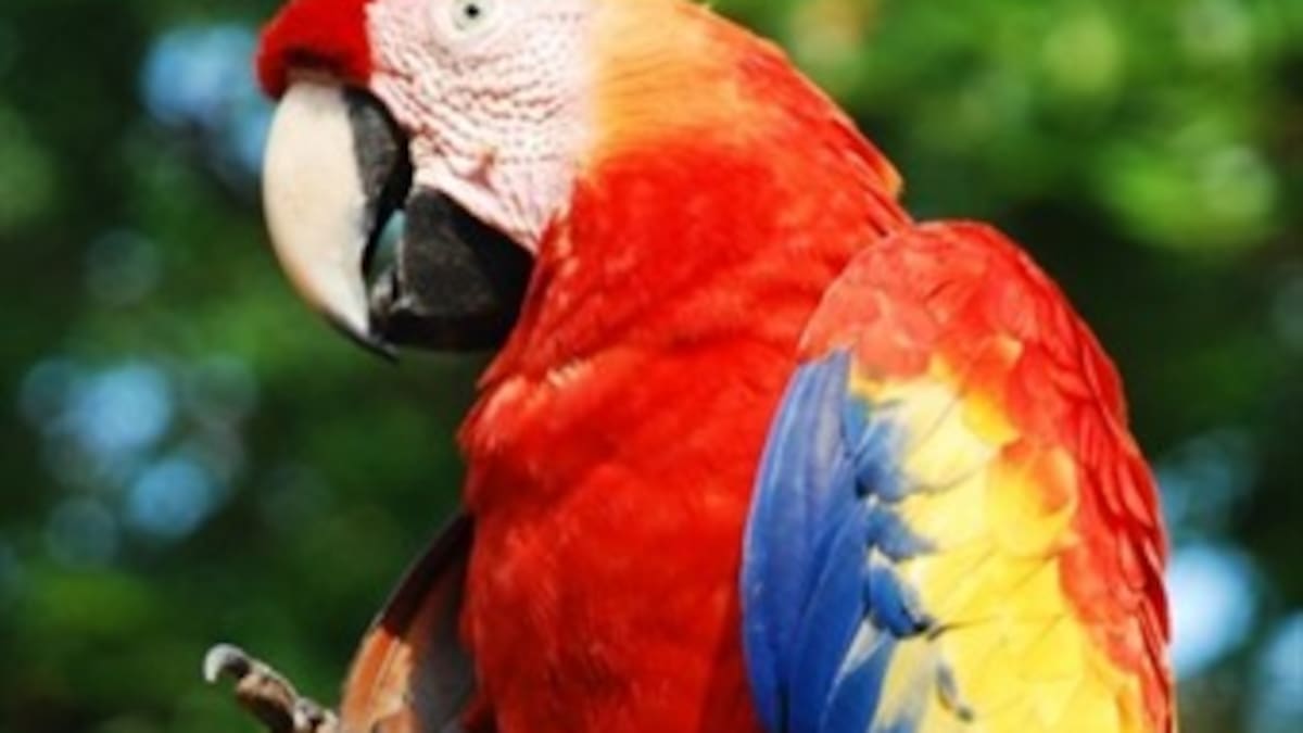 Guacamayas amazónicas no aguantan más caza