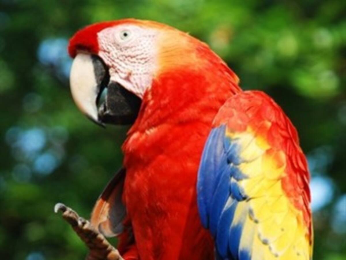 Guacamayas amazónicas no aguantan más caza