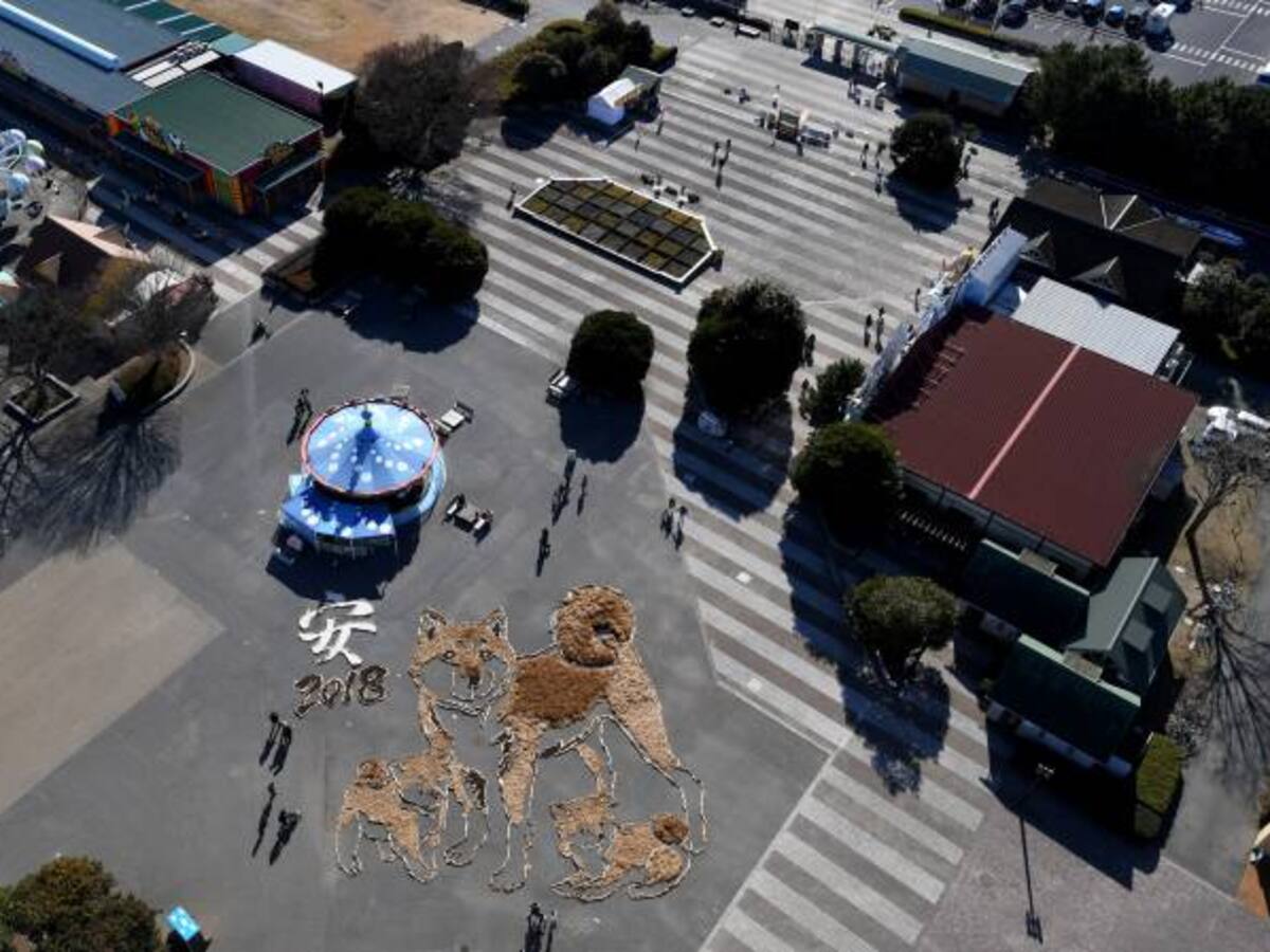 Influencia del perro de tierra en el resto del Horóscopo Chino