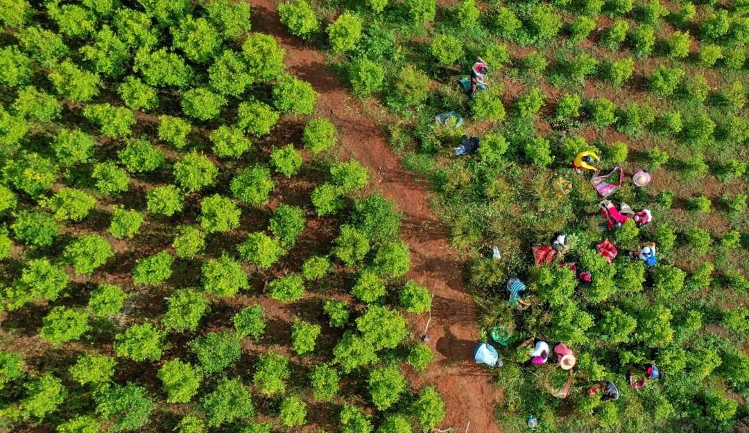 Cultivos ilícitos en Colombia. Foto: Getty