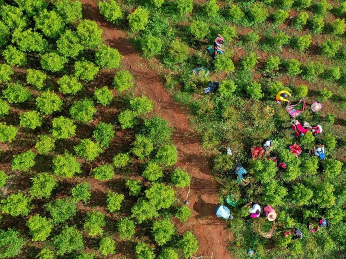 EE.UU: Colombia redujo cultivos ilícitos en casi 11.000 hectáreas en 2021