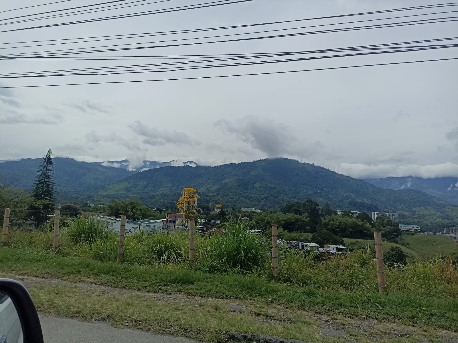 Al fondo Guayacán Florecido en Armenia
