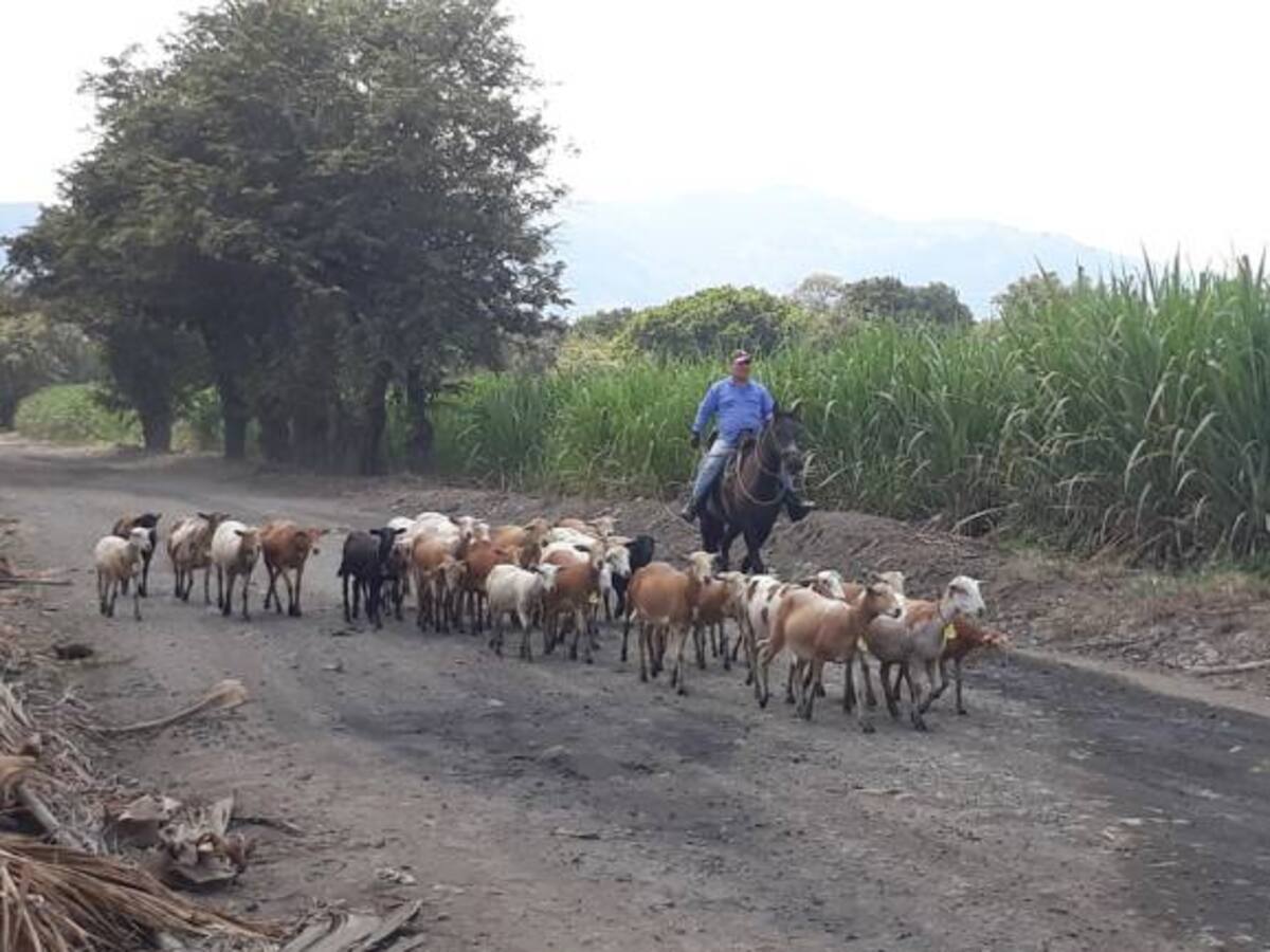 Ingenio Pichichi cambió herbicidas por ovejas para controlar malezas