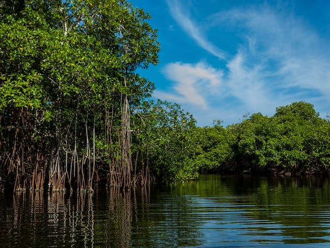 Los manglares serán protagonistas de la COP28 de Dubái
