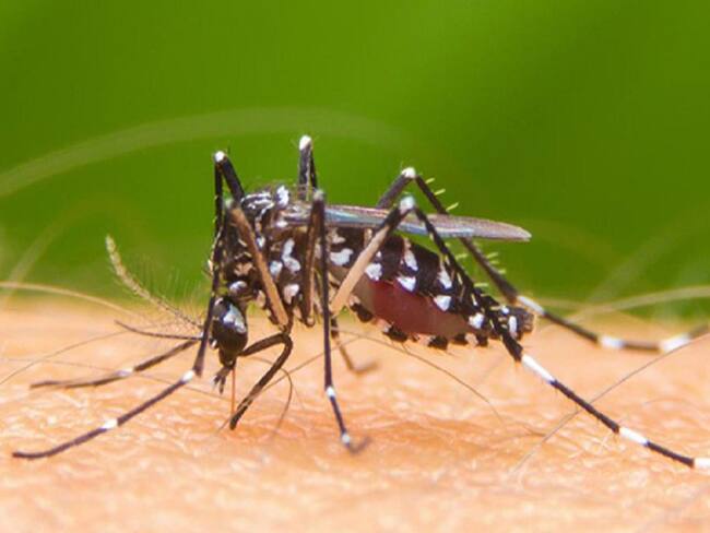 Dengue hemorrágico en el Valle deja 46 muertes