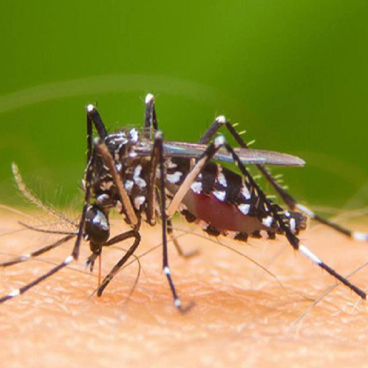 Dengue hemorrágico en el Valle deja 46 muertes