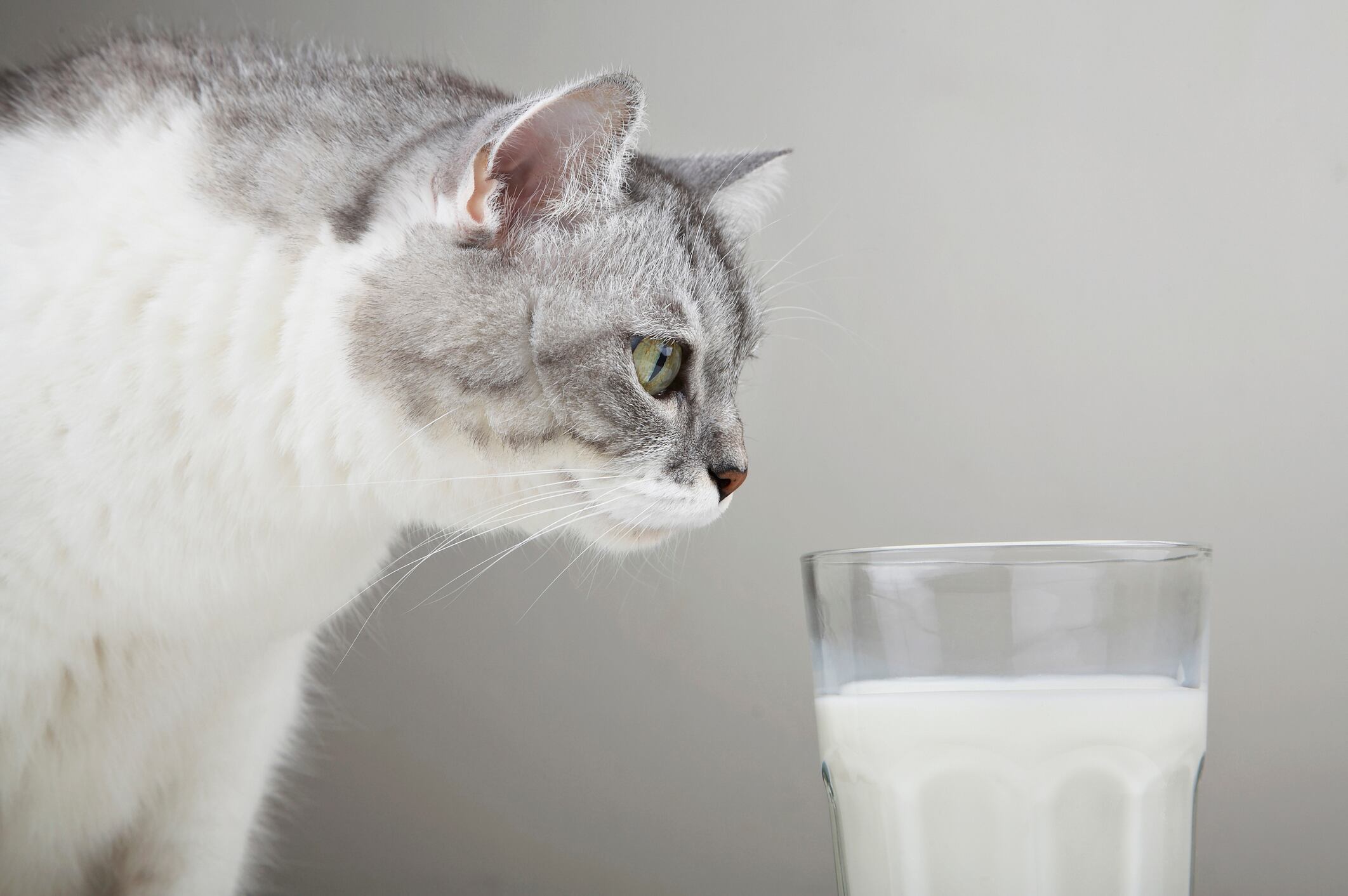 Gato cerca a un vaso de leche // Getty Images