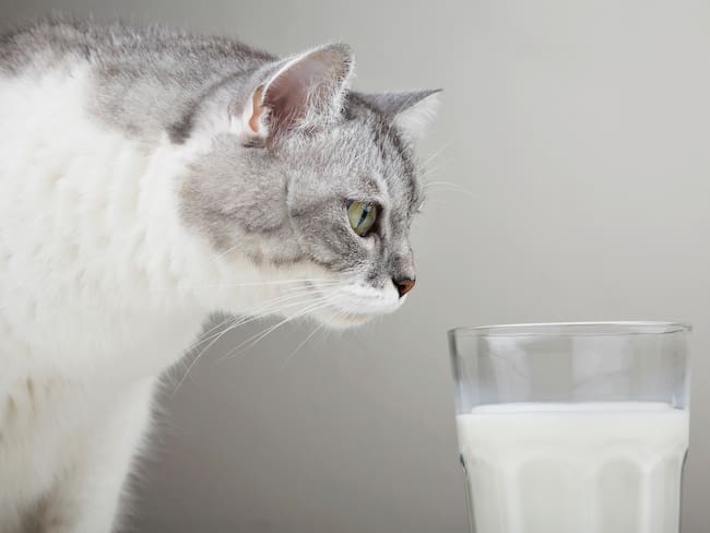 Gato cerca a un vaso de leche // Getty Images