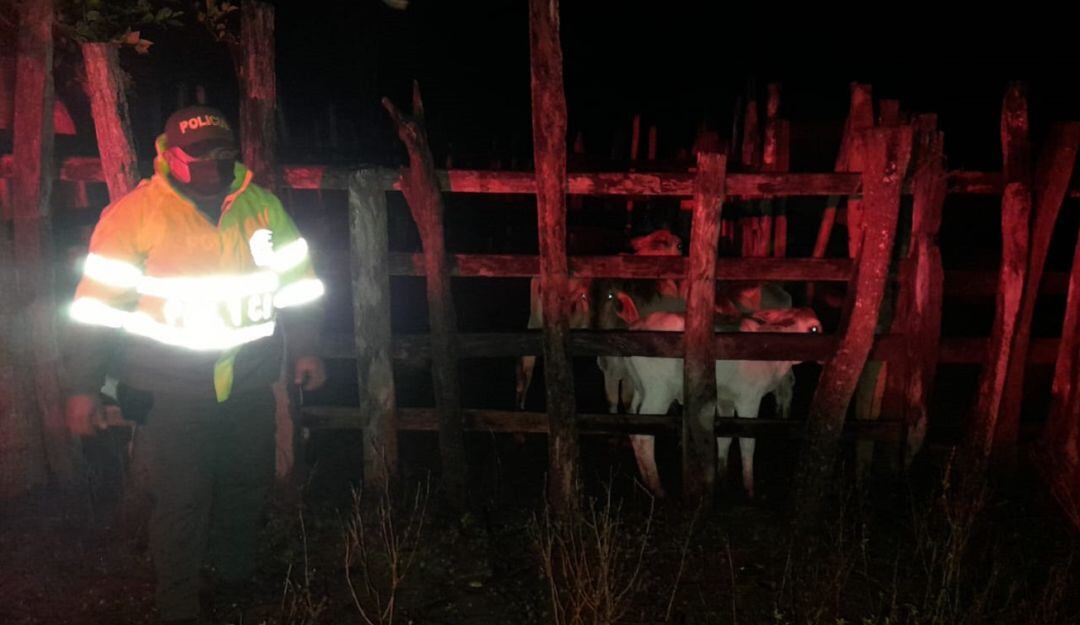 La Policía ha reportado la incautación de 43 semovientes y 500 kilos de carne relacionados con este delito